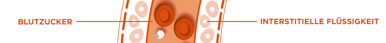 Blutzucker vs. interstitielle Flüssigkeit